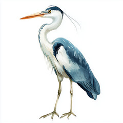 Obraz premium Beautiful vector image with nice watercolor heron bird illustration isolated on a white background