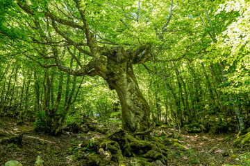 Beeches in the enchanted forest of the Ria&ntilde;o Reserve
