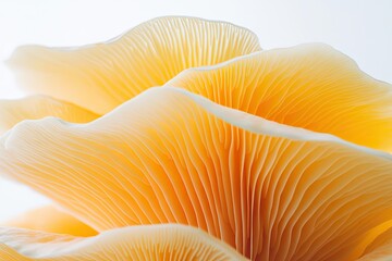 Close-up of a cluster of pale orange mushrooms, showcasing intricate, layered gills.  Detailed, delicate texture