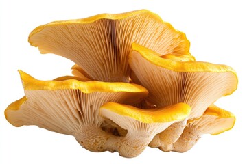 Fresh, vibrant yellow mushrooms clustered together, close-up view, isolated on white background