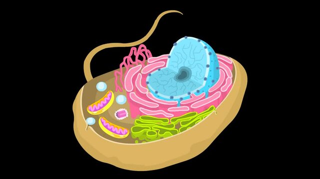The endomembrane system of a eukaryotic cell