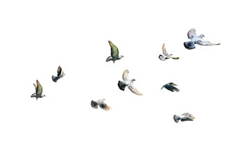 A group of pigeons are flying over the building, creating a beautiful scene in the city. © Saharattaphum