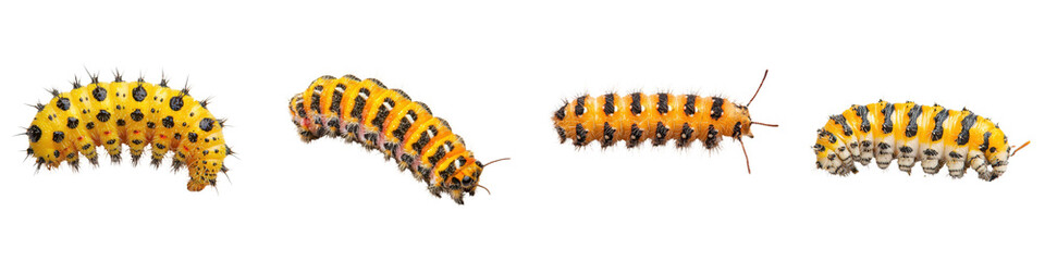 Obraz premium Close up images of diverse caterpillars exhibiting intricate patterns colors and textures as they undergo the process of metamorphosis in their natural environment