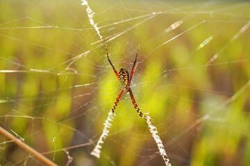 spider on a web