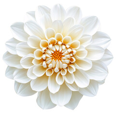Stunning White Dahlia Bloom Close-Up Macro Photography of Elegant Flower