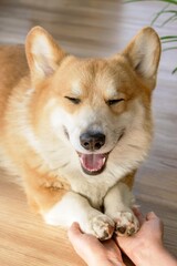 Joyful corgi dog relaxing on the floor with eyes closed, tongue out and paws in hands of owner.