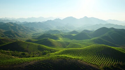 Fototapeta premium Lush vineyard hillsides stretch across a mountainous landscape