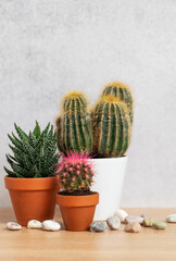Different cacti and succulents growing in pots on wooden table