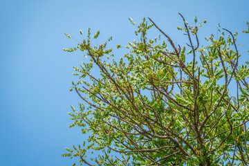 The branch tree of star gooseberry (Phyllanthus acidus) in the backyard.