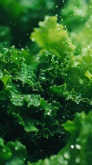 Detailed Shot of Organic Leafy Greens with Water Droplets