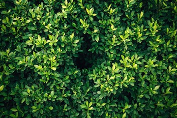 Obraz premium cluster of bushes