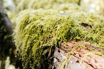 Moss Covered Log With Moisture in Laurisilva Forest of Garajonay National Park, La Gomera