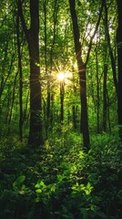Fototapeta premium Lush Greenery with Vibrant Sunlight in Tranquil Forest Setting