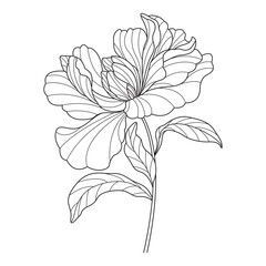 Hand drawn flower. The elegant floral for design.