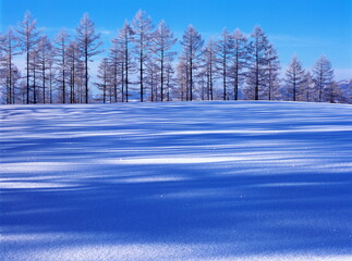 カラマツ並木と樹景（美瑛町）