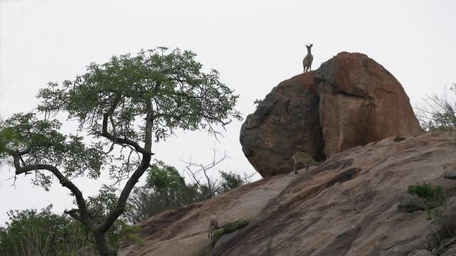 Small Klipspringer antelope eat grass on granite outcrop, South Africa