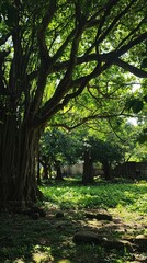 Fototapeta premium Lush Greenery with Ancient Trees Casting Deep Shadows in Nature