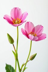 Naklejka premium Close-up of delicate pink eustoma flowers in full bloom on white backdrop, nature, elegant