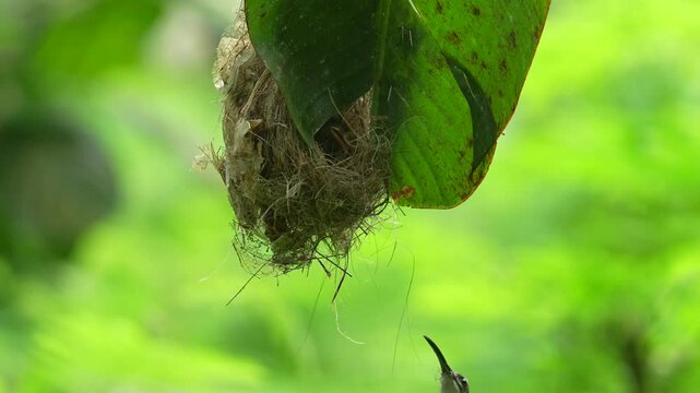 a little spiderhunter bird flies to the nest to feed its chicks