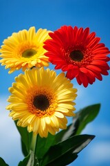 Vibrant red and yellow gerbera daisies against the backdrop of blue sky with white clouds, Generative AI