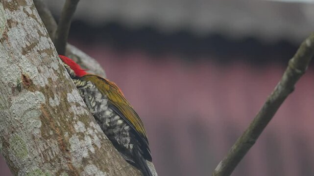 a common flameback bird was picking food on a tree branch