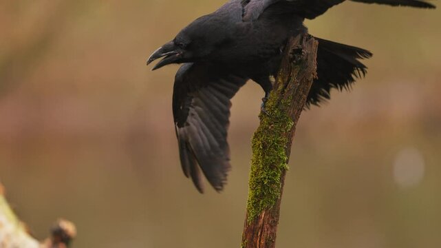 Close up of a raven landing on a branch looking and crowing and then jumping down