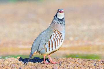 Red-legged partridge (Alectoris rufa) standing among stones Ciudad Real Spain