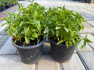 Seedlings of Chilli ready for planting in the garden