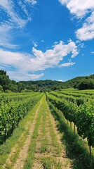 Fototapeta premium Lush Rows of Green Crops Under a Blue Sky at an Organic Farm