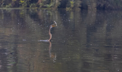 Oriental darter (Anhinga melanogaster) or snake bird fishing in river during winter morning in...