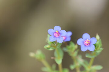 close up of flower of Lysimachia foemina (blue pimpernel)