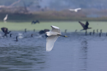 Intermediate egret (Ardea intermedia) bird in forest.