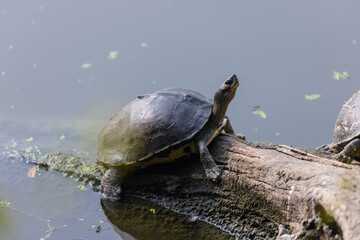Fototapeta premium Indian roofed turtle (Pangshura tecta) taking sunbath on tree near green water body.