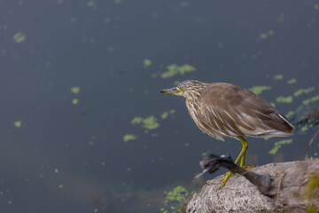 Pond Heron (Ardeola) bird fishing near water body at forest during foggy morning.