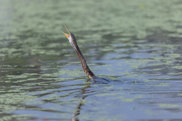 Oriental darter (Anhinga melanogaster) or snake bird fishing in river during winter morning in...