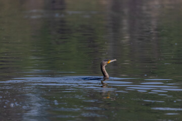 Oriental darter (Anhinga melanogaster) or snake bird fishing in river during winter morning in forest.