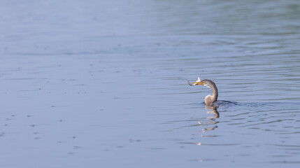 Oriental darter (Anhinga melanogaster) or snake bird fishing in river during winter morning in forest.