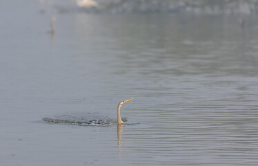 Oriental darter (Anhinga melanogaster) or snake bird fishing in river during winter morning in forest.