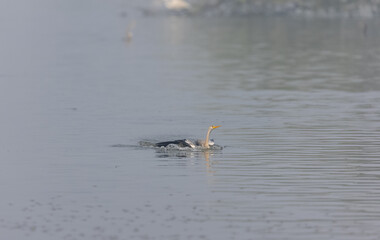 Oriental darter (Anhinga melanogaster) or snake bird fishing in river during winter morning in forest.