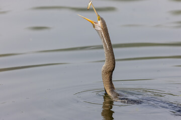 Oriental darter (Anhinga melanogaster) or snake bird fishing in river during winter morning in...