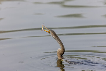 Oriental darter (Anhinga melanogaster) or snake bird fishing in river during winter morning in...