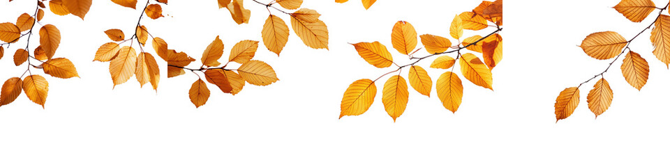 Fototapeta premium A captivating arrangement of colorful fallen autumn leaves in various shades of orange yellow and brown set against a pristine white background creating a striking and serene natural display