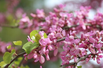blossoms of Cercis siliquastrum (Judas tree) in spring