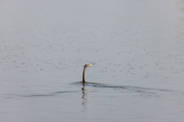 Oriental darter (Anhinga melanogaster) or snake bird fishing in river during winter morning in...