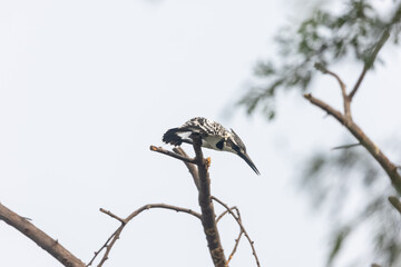 Pied Kingfisher (Ceryle rudis) bird perching on tree.