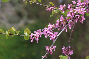 blossoms of Cercis siliquastrum (Judas tree) in spring