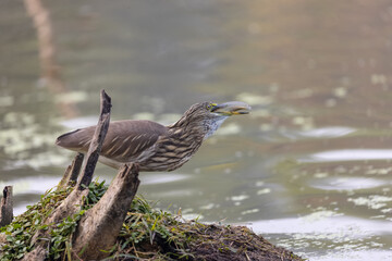 Pond Heron (Ardeola) bird fishing near water body at forest during foggy morning.
