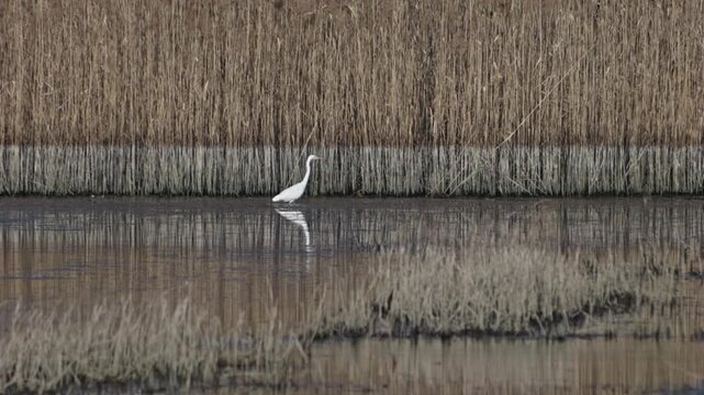 White egrets hunt fish in a shallow lake after migration. They move slowly, spotting prey before striking. Filmed in slow motion from a hidden location.