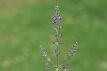 Salvia verbenaca (Wild Clary) flowers in spring