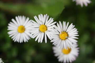Obraz premium close up of wild daisy flowers in the field